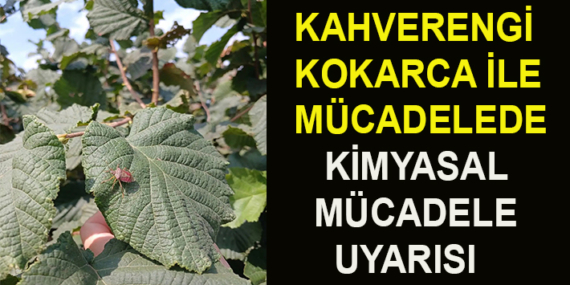 KAHVERENGİ KOKARCA İLE MÜCADELEDE KİMYASAL MÜCADELE UYARISI