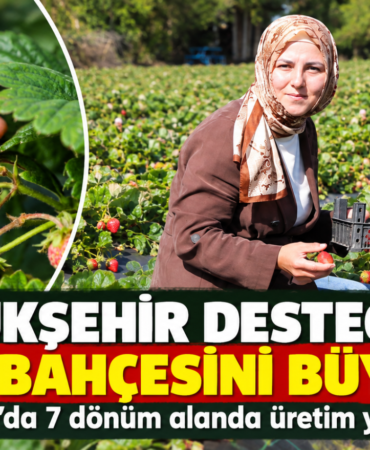 Büyükşehir Desteğiyle Çilek Bahçesi Büyüdü