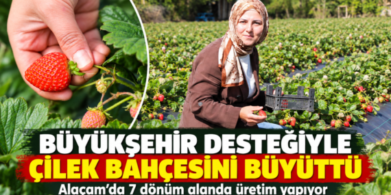 BÜYÜKŞEHİR DESTEĞİYLE ÇİLEK BAHÇESİNİ BÜYÜTTÜ