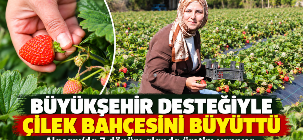 Büyükşehir Desteğiyle Çilek Bahçesi Büyüdü